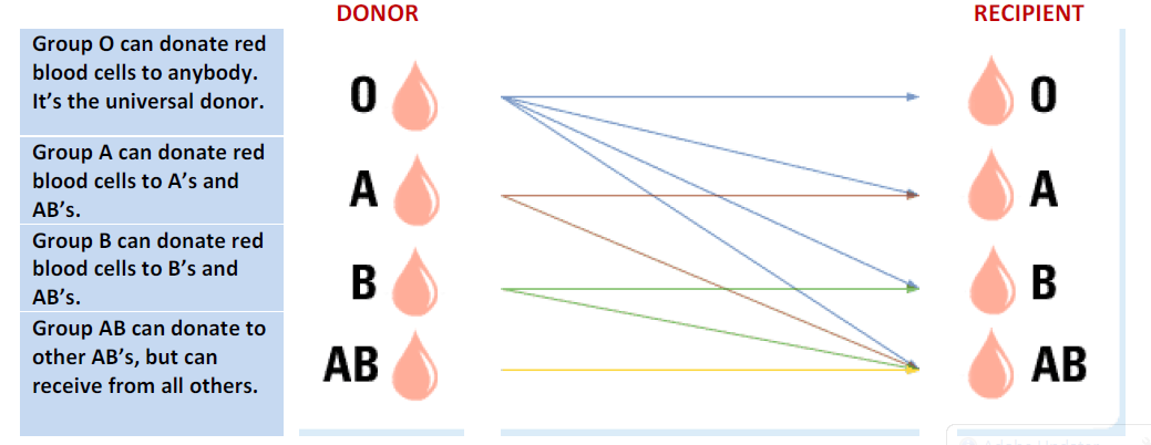 Blood Type Give And Receive Chart